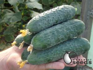 Огурец Северин F1 50 семян. А