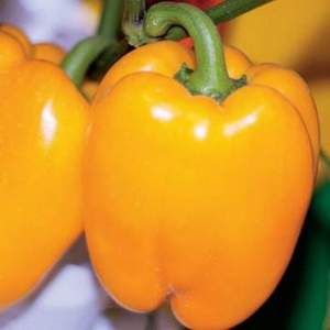 Перец Турбин/Turbin  F1 50 семян. А