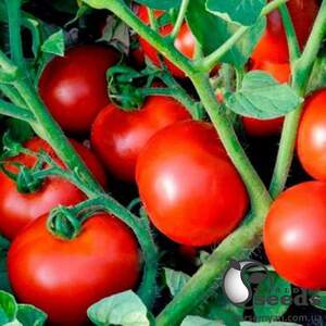 Помидоры Ольга F1 50 семян. А