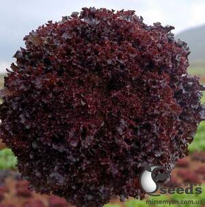 Салат Бахус 100 семян. А Салат Бахус 100 семян. А