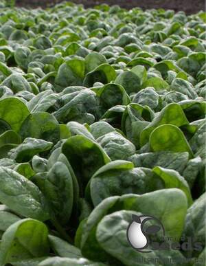 Шпинат Хадсон 20г А