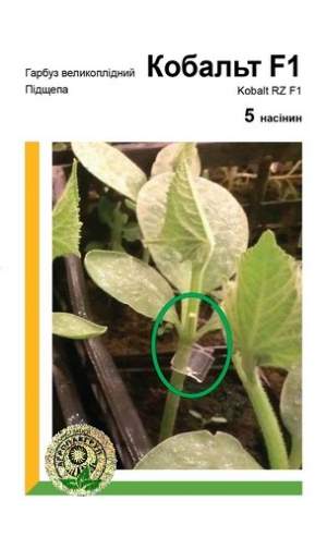 Подвой Кобальт 5 семян. А Подвой Кобальт 5 семян. А