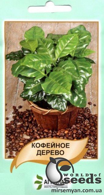 Кофейное дерево 5 семян. А Кофейное дерево 5 семян. А