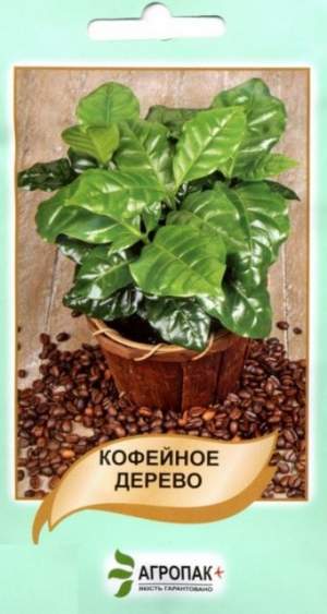 Кофейное дерево 5 семян.  А