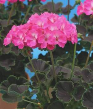 Пеларгония зональная Найт Роуз F1, розовая 5 семян. А