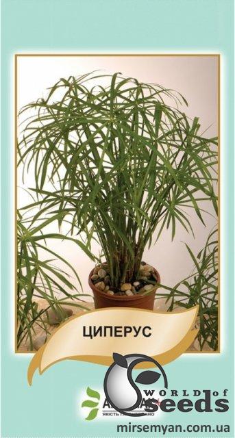 Циперус 50 cемян. А Циперус 50 cемян. А