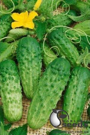 Огурец Альянс F1 25 000 семян. (Bejo)