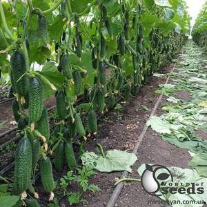 Огурец Страж F1 250 семян. (Yuksel Seeds)