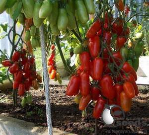 Помидоры Брисколино F1 10 000 семян.  (United Genetics)