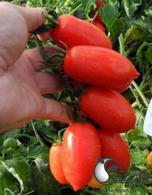 Помидоры Брисколино F1 10 000 семян.  (United Genetics)