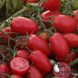 Помидоры Брисколино F1 1000 семян. (United Genetics) Помидоры Брисколино F1 1000 семян. (United Genetics)