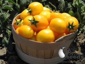 Помидоры Елоу Ривер F1 1000 семян.  (United Genetics)