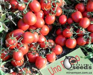 Помидоры Уно Россо F1 1000 семян.  (United Genetics)