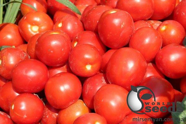 Помидоры Уно Россо F1 1000 семян. (United Genetics) Помидоры Уно Россо F1 1000 семян. (United Genetics)
