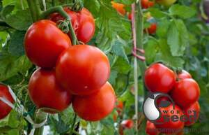 Томат Магнус F1/ Magnus 1 000 семян. (De Ruiter Seeds) Томат Магнус F1/ Magnus 1 000 семян. (De Ruiter Seeds)