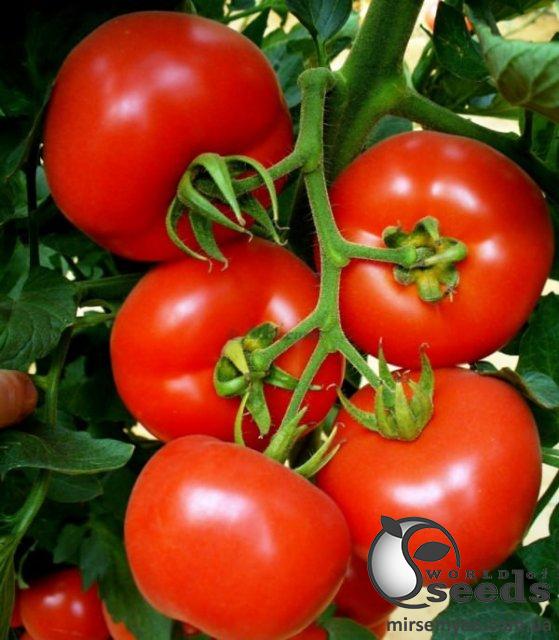 Томат Магнус F1/ Magnus 1 000 семян. (De Ruiter Seeds) Томат Магнус F1/ Magnus 1 000 семян. (De Ruiter Seeds)