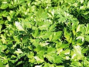 Петрушка Пионе 50 000 семян. (Enza Zaden) Петрушка Пионе 50 000 семян. (Enza Zaden)