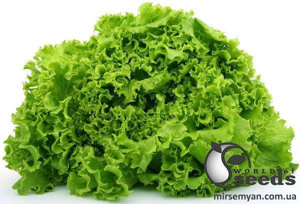 Салат Кристабель 1 000 семян. (Enza Zaden) Салат Кристабель 1 000 семян. (Enza Zaden)
