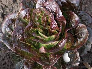 Салат Овиред 1000 семян. (Enza Zaden)