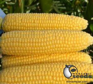 Кукуруза Турбин F1 5000 семян. (Clause) Кукуруза Турбин F1 5000 семян. (Clause)