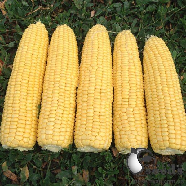 Кукуруза Турбин F1 5000 семян. (Clause) Кукуруза Турбин F1 5000 семян. (Clause)