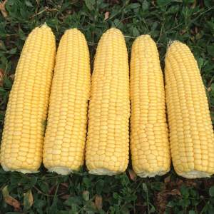 Кукуруза Турбин F1 50 000 семян. (Clause)