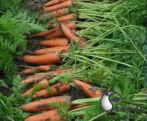 Морковь Мирафлорес F1 (2,0-2,25мм) 100 000н Клоз