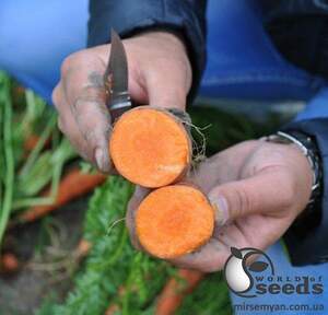 Морковь Мирафлорес F1 (2,0-2,25мм) 500 000 семян. (Clause) Морковь Мирафлорес F1 (2,0-2,25мм) 500 000 семян. (Clause)