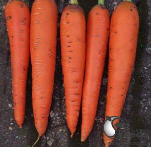 Морковь Мулета F1 (1,4-1,6мм) 100 000н Клоз