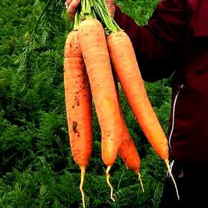 Морковь Патзи F1 (1,6-2,0мм) 100 000н Клоз