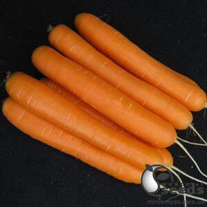 Морковь Санторин F1 (1,6-2,0мм) 100 000н Клоз