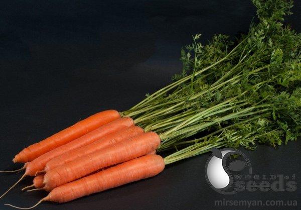 Морковь Санторин F1 (2,0-2,25мм) 500 000 семян. (Clause) Морковь Санторин F1 (2,0-2,25мм) 500 000 семян. (Clause)