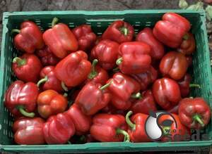 Перец Амарок F1 1000 семян. (Clause)