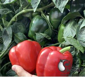 Перец Амарок F1 1000 семян. (Clause)