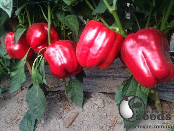 Перец Амарок F1 1000 семян. (Clause) Перец Амарок F1 1000 семян. (Clause)