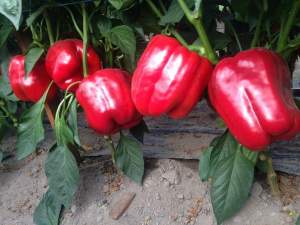 Перец Амарок F1 1000 семян. (Clause)