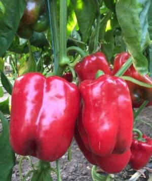 Перец Вангард F1 5000 семян. (Clause)