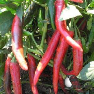 Перец Импала (Бибо) F1 острый 5 г. (Clause)