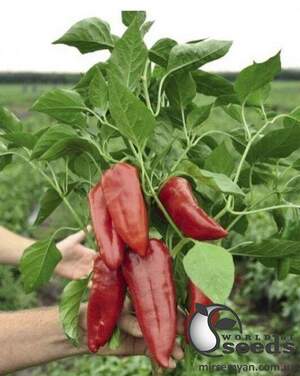 Перец Капелло F1 500 семян. (Clause) Перец Капелло F1 500 семян. (Clause)