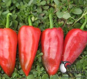 Перец Капелло F1 500 семян. (Clause) Перец Капелло F1 500 семян. (Clause)