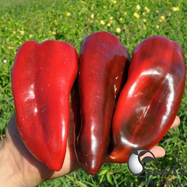 Перец Капелло F1 500 семян. (Clause) Перец Капелло F1 500 семян. (Clause)