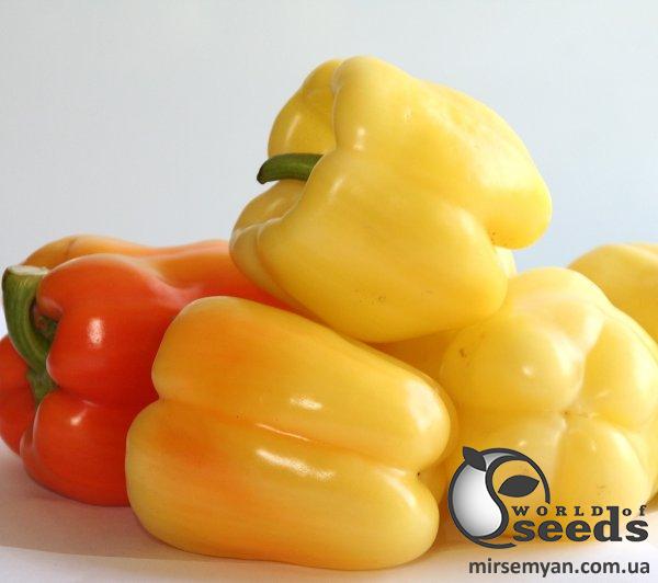 Перец Мадонна F1 1000 семян. (Clause) Перец Мадонна F1 1000 семян. (Clause)