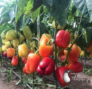 Перец Оида F1 250 семян. (Clause) Перец Оида F1 250 семян. (Clause)