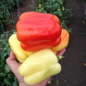 Перец Оида F1 250 семян. (Clause)