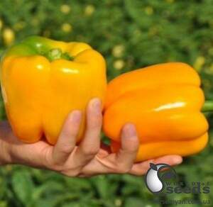 Перец Соланор F1 1000 семян. (Clause)