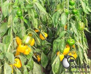 Перец Спрингбокс F1 500 семян. (Clause)