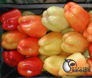 Перец Фламинго F1 5 гр. (Clause) Перец Фламинго F1 5 гр. (Clause)