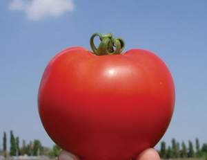 Помидоры Акела F1 5000 семян. (Clause)
