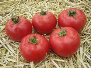 Помидоры Афен F1 1000 семян. (Clause)