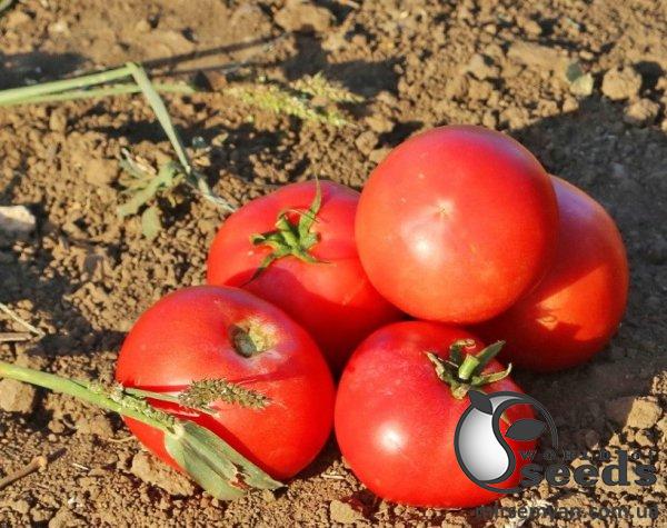 Помидоры Йолнар F1 1000н Clause Помидоры Йолнар F1 1000н Clause